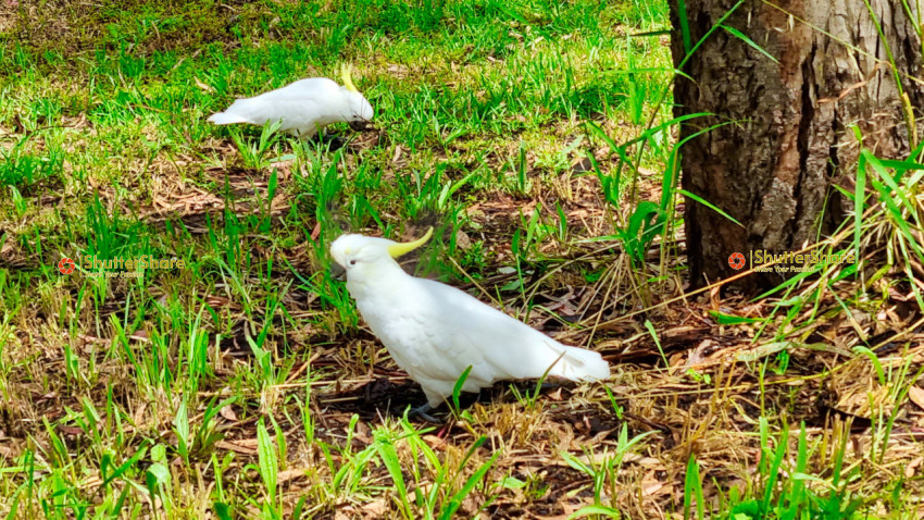 Two Cockatoos on a Grassy Ground