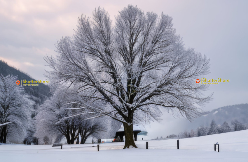 Frosty Solitude