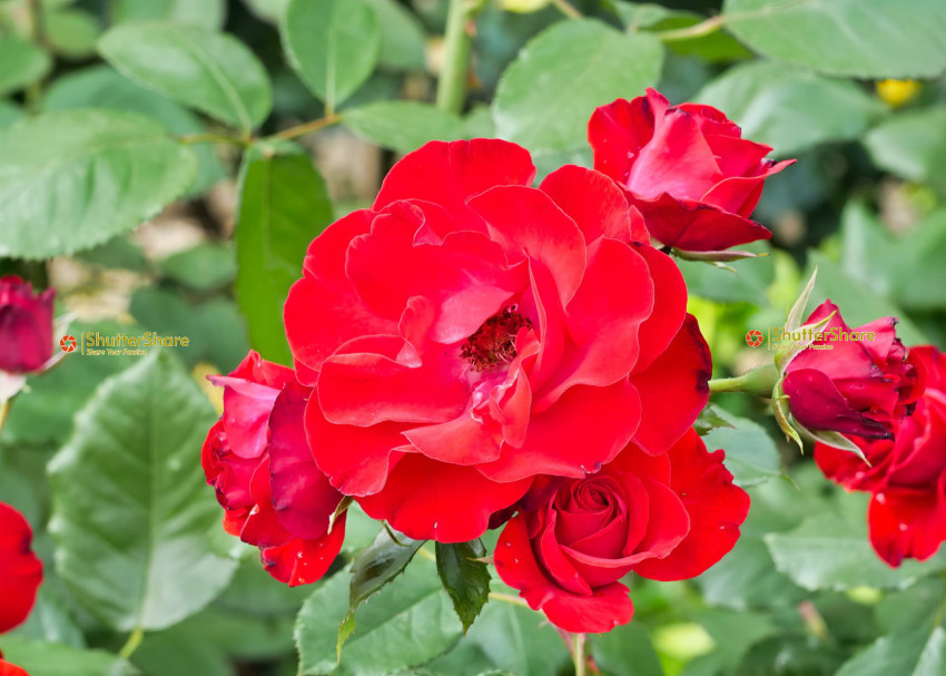 Radiant Red Roses in Full Bloom