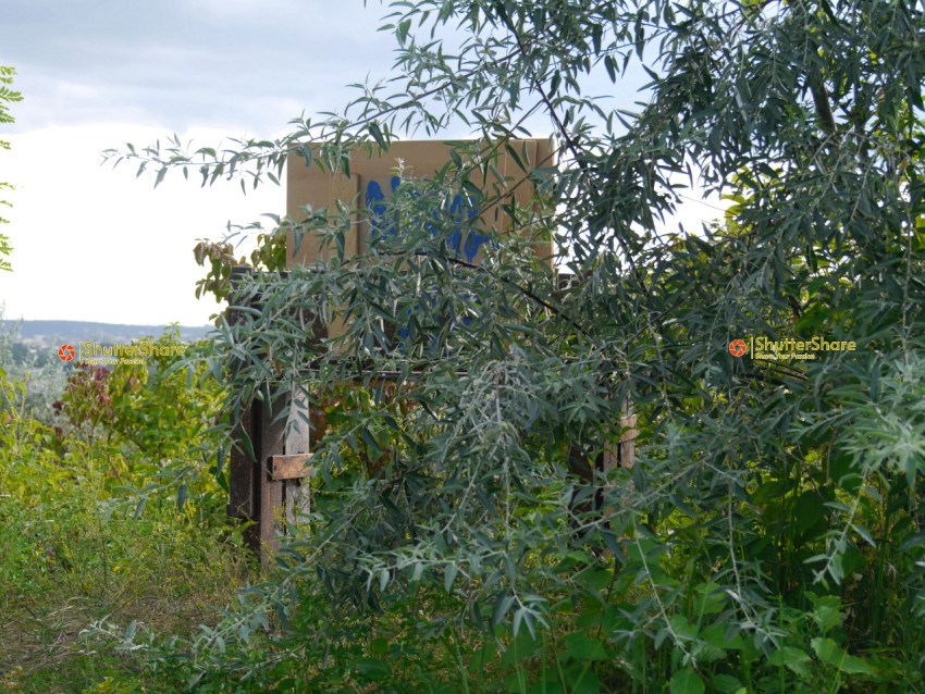 Mysterious Bench in Overgrown Area
