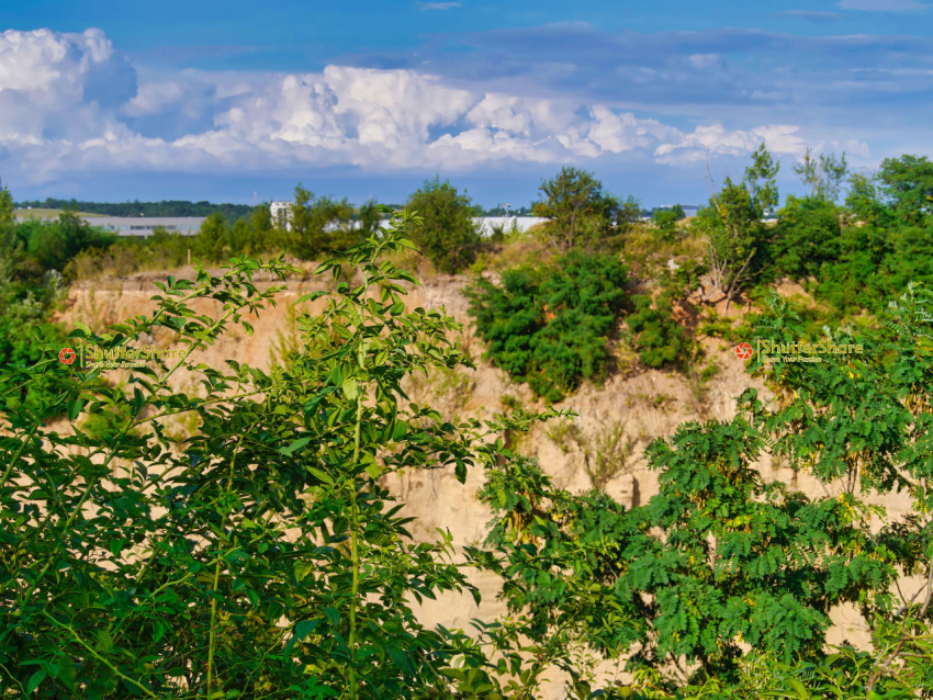 Sandy Pit with Overgrown Vegetation