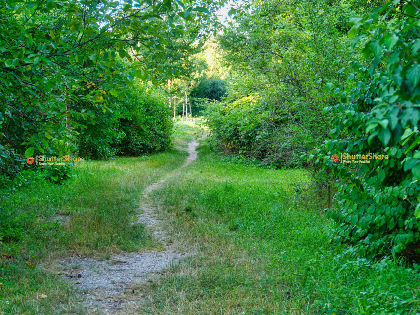 Winding Path Through a Lush Green Forest
