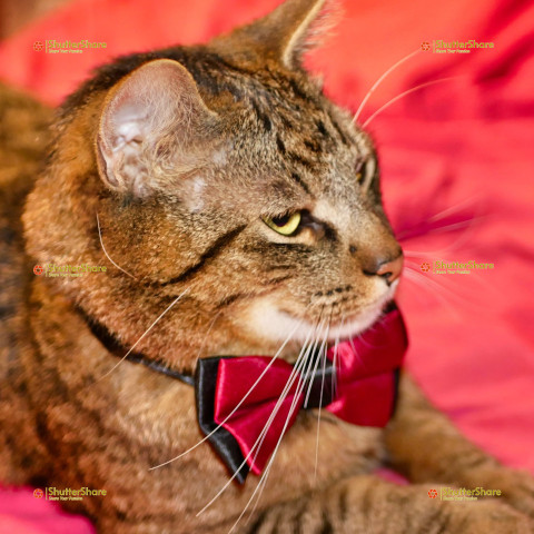Tabby Cat in Red Bow Tie on Red Blanket